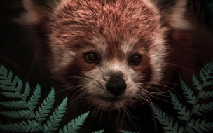 Fondo 1211 167794 hiding red panda 2160x3840 2160