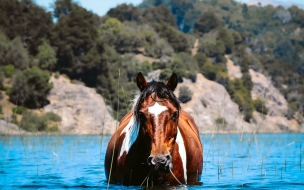 Fondo 0696 167151 agua de caballo akhal teke mustang agua melena 3688x5924 3688