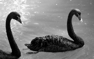 Black Swans Animals Wallpaper