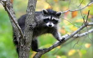 Mapache en un arbol