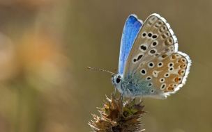 mariposa hermosos colores