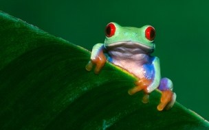 Rana con ojos rojos