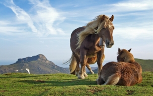 paisaje de caballos