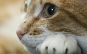 Fondo de pantalla ojos de gato