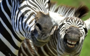 Zebras African Animals Wallpaper