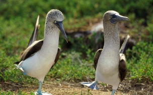 Patos graciosos