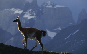 llama caminando