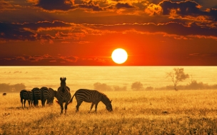 Fondo de pantalla cebras en la caida del sol