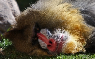 Fondo de pantalla orangutan dormido