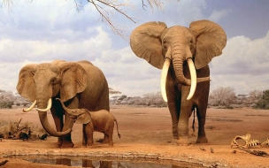 Elephants Animals Family Wallpaper