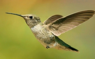 Fondo de pantalla colibri