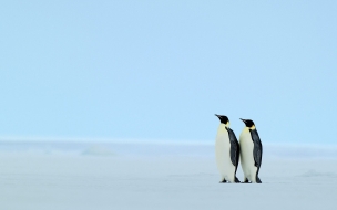 Fondo de pantalla pareja de pinguinos en la orilla