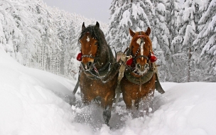 Fondo de pantalla caballos en la nieve