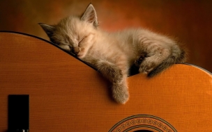 Fondo de pantalla gatito en una guitarra