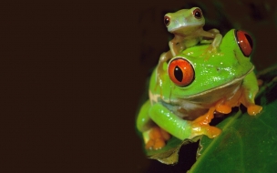 Fondo de pantalla de Fondo de pantalla hermosas ranas