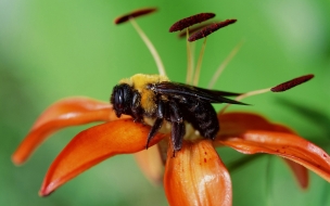 Fondo de pantalla abeja en flor