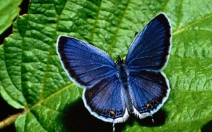 Fondo de pantalla mariposa azul