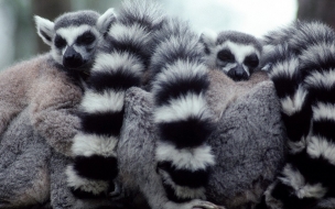 Fondo de pantalla lemurs