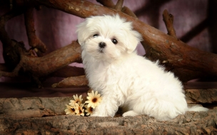 Fondo de pantalla de Cute puppy dog wallpapers