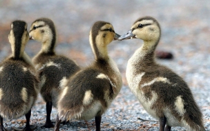 Fondo de pantalla de patos enamorados