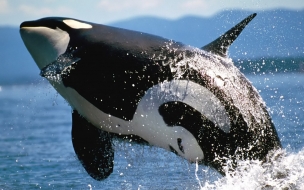 Fondo de pantalla de Fondo de pantalla ballena orca