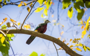 Fondo de pantalla pajaro solito