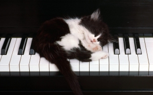 Fondo de pantalla gatito dormido en piano