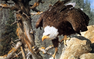 Fondo de pantalla aguila calva caminando