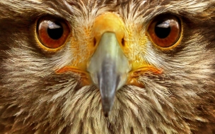 Eagle animal wallpapers