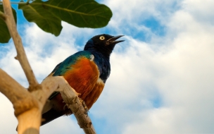 Fondo de pantalla pajarito cantando