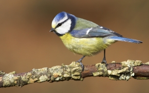 Fondo de pantalla pajarito azul en rama