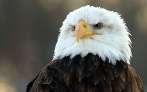 Fondo de pantalla aguila calva