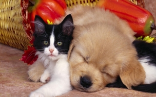 Cute dog and cat Animals Wallpaper Background