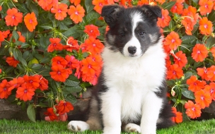 Animals wallpapers Shetland Sheepdog Puppy