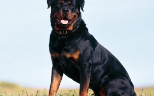 Rottweiler Strong Animals Backgrounds