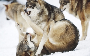 Fondo de pantalla lobos peliando