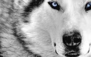 Fondo de pantalla perro lobo