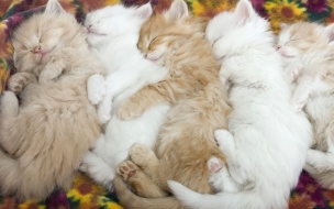 Fondo de pantalla gatos dormidos