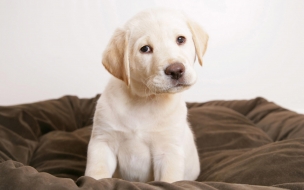 Fondo de pantalla perro en su cama