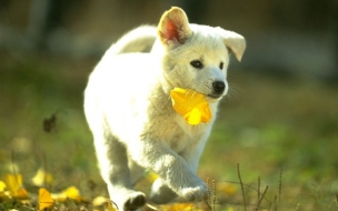 Fondo de pantalla perro obediente