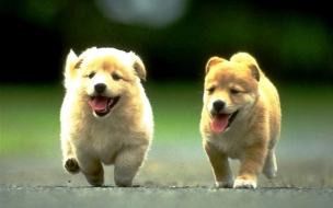 Fondo de pantalla perros corriendo en la calle