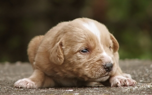 Fondo de pantalla perro bebe esperando