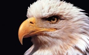 Fondo de pantalla de Animal wallpaper golden eagle