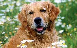 Fondo de pantalla de Fondo de pantalla perro viejo