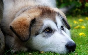 Fondo de pantalla de Fondo de pantalla perro triste