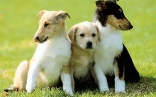 Fondo de pantalla de Fondo de pantalla perros amigos