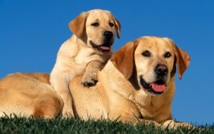 Fondo de pantalla de Fondo de pantalla labrador con su hijo
