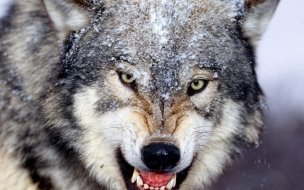 Fondo de pantalla de Fondo de pantalla lobo hambriento