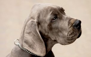 Fondo de pantalla de Fondo de pantalla mirada de perro triste