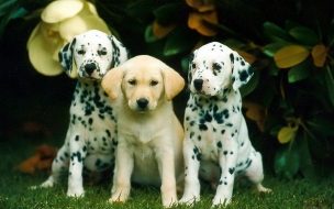 Fondo de pantalla de Fondo de pantalla perros dalmatas